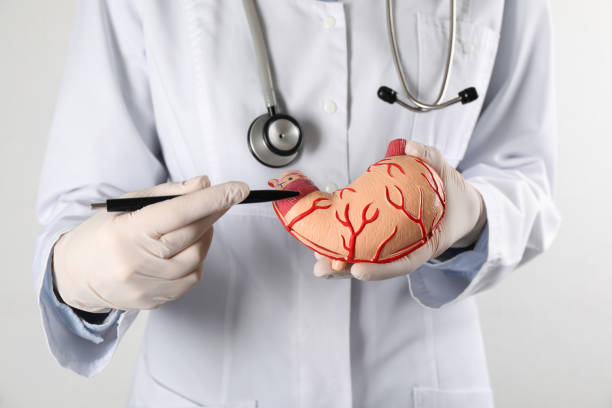 istock Gastroenterologist showing human stomach model on white background, closeup 1328629689