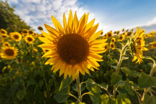 istock Sunflower field at sunset 1328631170