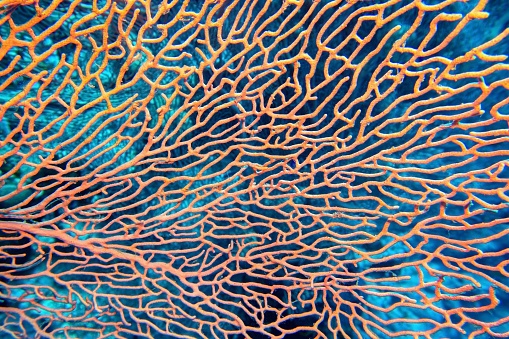 Textura orgánica del abanico rosado del mar o coral gorgonia (Annella mollis) photo