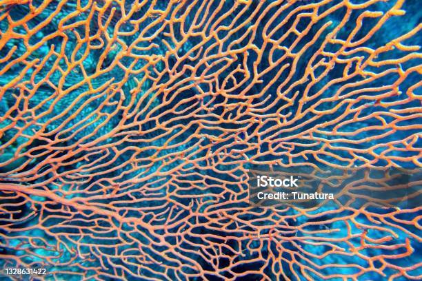 Organic Texture Of Pink Sea Fan Or Gorgonia Coral Stock Photo - Download Image Now