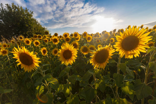 istock Sunflower field at sunset 1328631461