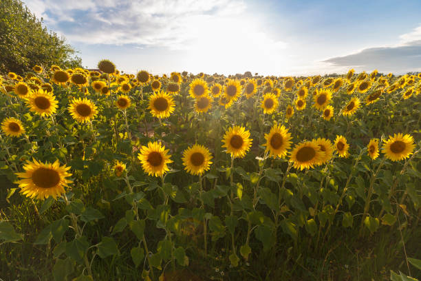 istock Sunflower field at sunset 1328631559