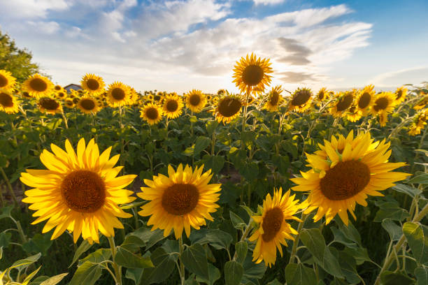 istock Sunflower field at sunset 1328632184