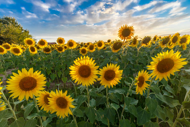 istock Sunflower field at sunset 1328632217
