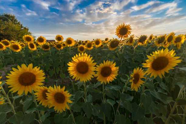 istock Sunflower field at sunset 1328632341