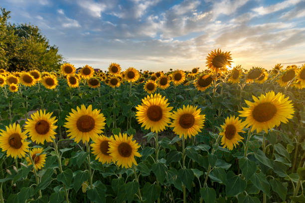 istock Sunflower field at sunset 1328632347
