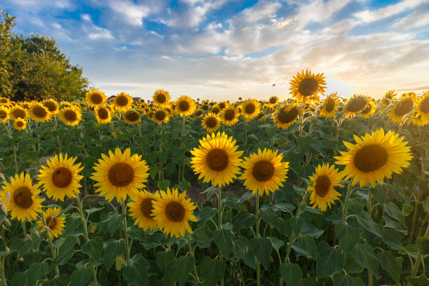 istock Sunflower field at sunset 1328632436
