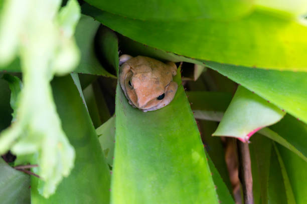 Frog (Green Frog) on a lotus leaf in a nature water