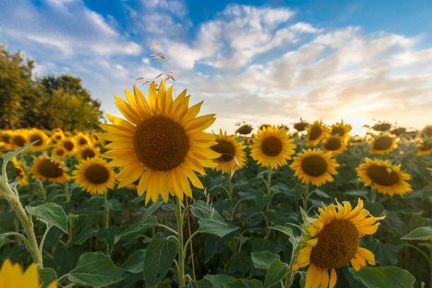 istock Sunflower field at sunset 1328632642