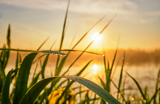A close up of a culm during sunrise. There are little droplets on the grass and the sky is colored yellow by the sun.