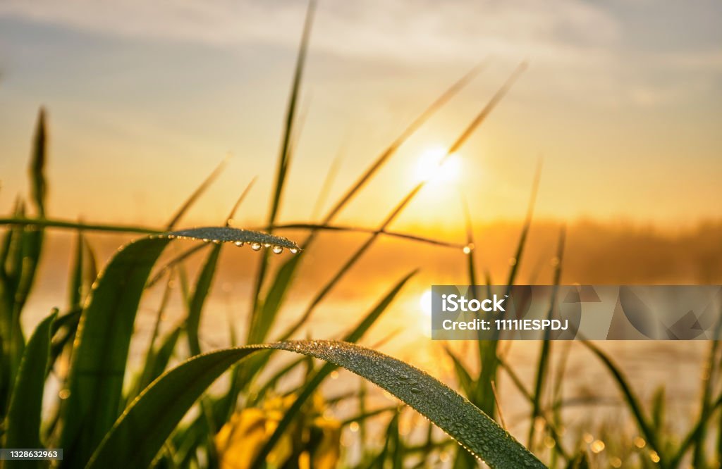 Grass A close up of a culm during sunrise. There are little droplets on the grass and the sky is colored yellow by the sun. Dew Stock Photo