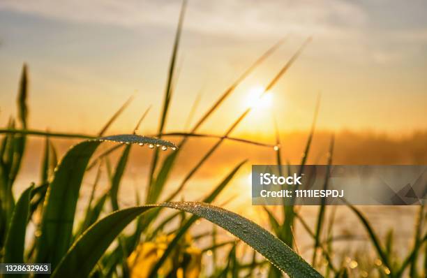 Grass Stock Photo - Download Image Now - Dew, Sunrise - Dawn, Leaf