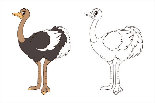 694 Emu Cartoons Illustrations & Clip Art - iStock