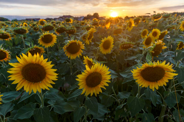 istock Sunflower field at sunset 1328633584