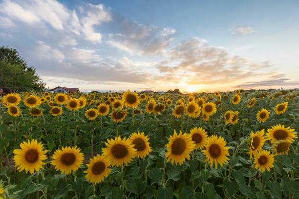 istock Sunflower field at sunset 1328634388