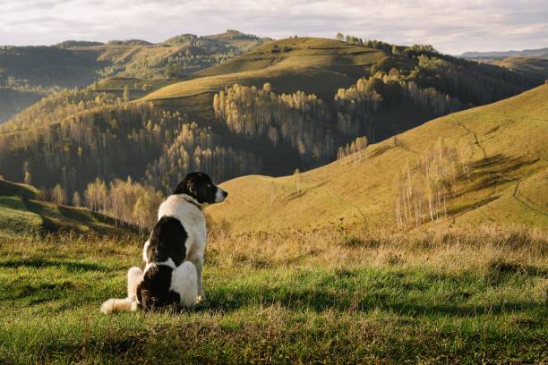Photo taken in Dumesti, Romania