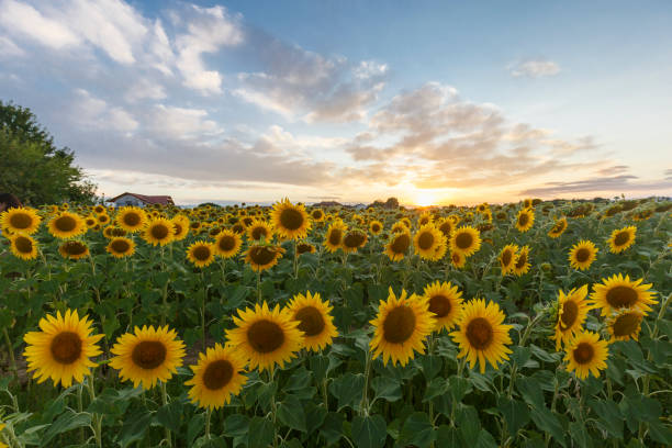 istock Sunflower field at sunset 1328634622