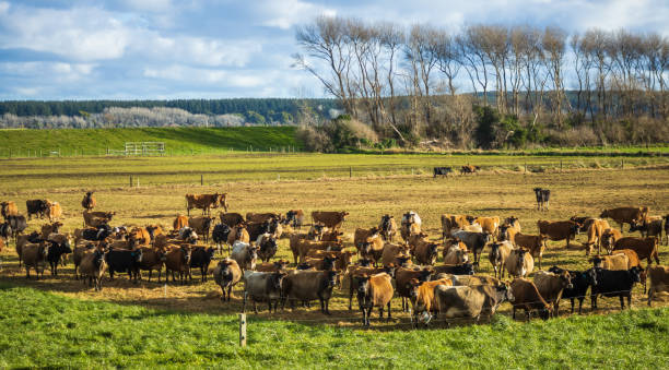 istock Winter Dairy Herd Feeding New Zealand 1328634681