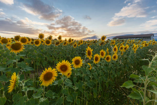 istock Sunflower field at sunset 1328634902
