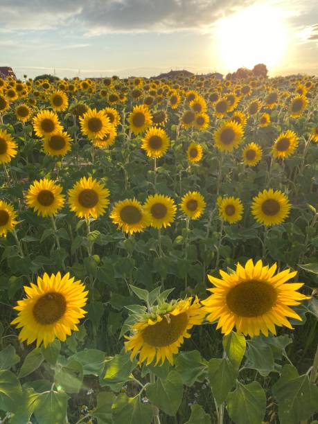 istock Sunflower field at sunset 1328634977