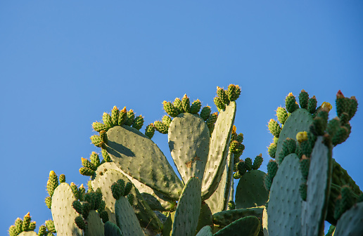 Group of textured surface of red and green cactus flower in Aruba island