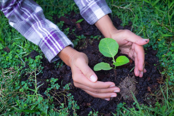 istock Hand agriculture farmer holding plant small tree eggplant growing in soil. 1328636389