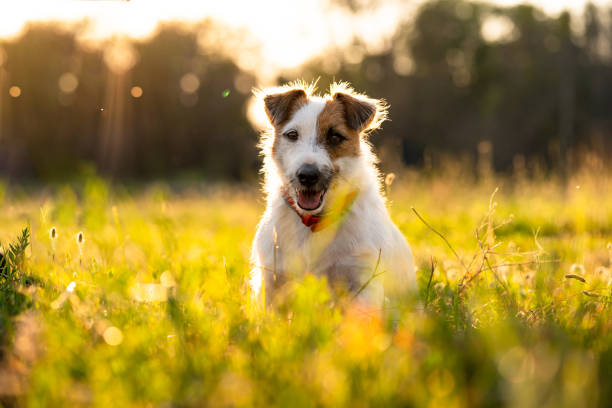 istock Purebred Jack russell terrier walk outdoors in grass on a sunset, soft sun backlight in a park 1328636905