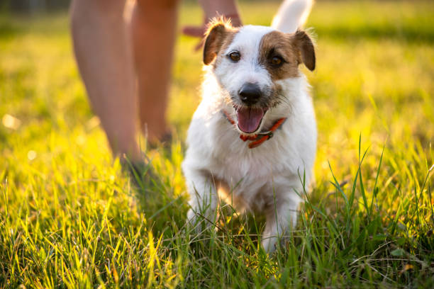 istock Purebred Jack russell terrier walk outdoors in grass on a sunset, soft sun backlight in a park 1328636945