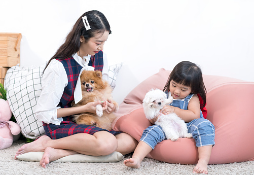 Asian girl and young woman hug a Maltese dog and Pomeranian dog. Young pretty woman and girl hold on hands small dog.