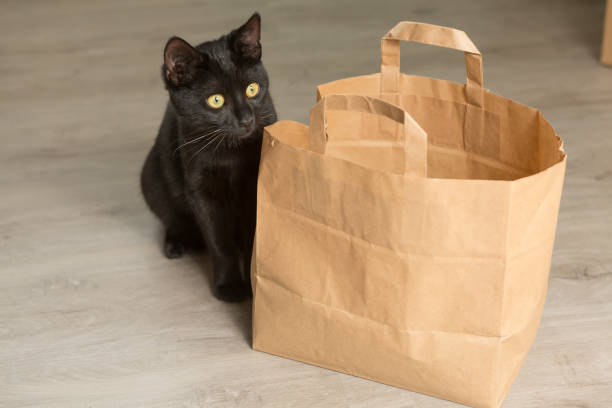 istock curious black cat and paper bag 1328639895