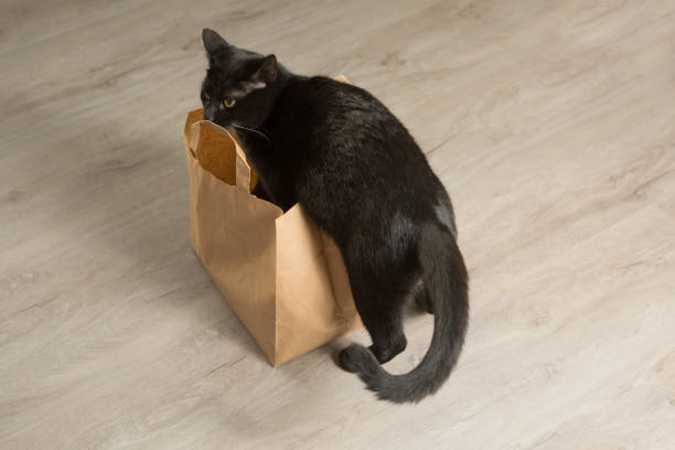 istock curious black cat and paper bag 1328639921