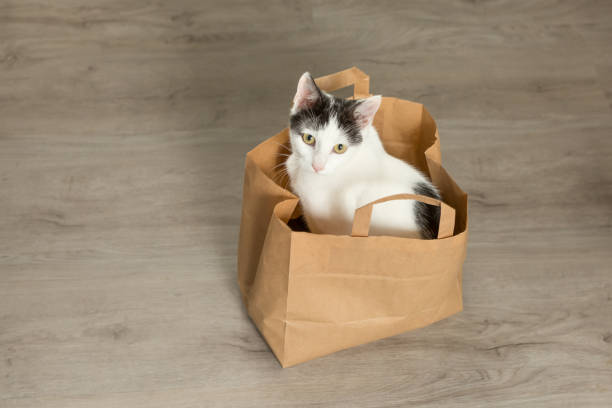 istock black and white young cat sitting in paper bag 1328639938