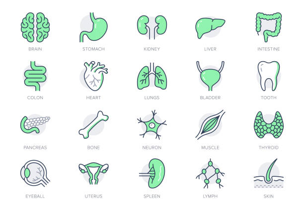 臓器のラインアイコン。ベクターのイラストは、アイコン -筋肉、肝臓、胃、腎臓、泌尿器、眼球、骨、肺、神経細胞の輪郭絵文字を含むヒト解剖学。緑の色、編集可能なストローク - ニューロンスキーマ点のイラスト素材／クリップアート素材／マンガ素材／アイコン素材