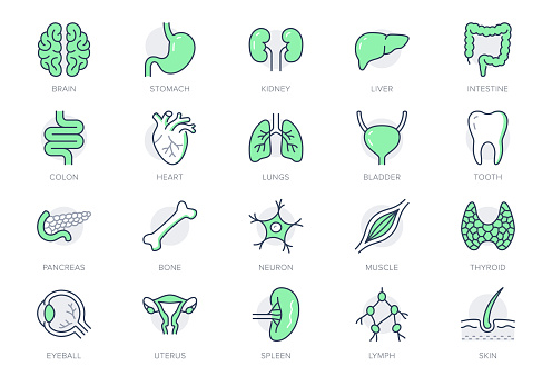 Organs line icons. Vector illustration include icon - muscle, liver, stomach, kidney, urinary, eyeball, bone, lung, neuron outline pictogram for human anatomy. Green color, Editable Stroke.