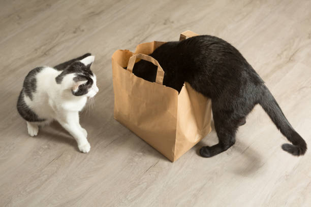 istock two cats are curious about the paper bag content 1328640008