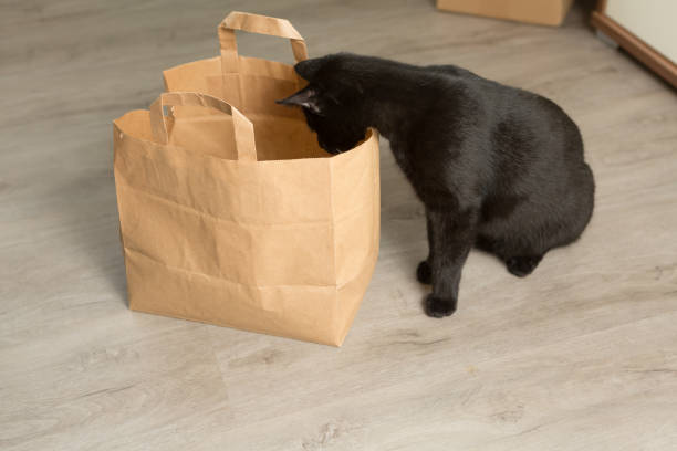 istock curious black cat and paper bag 1328640021