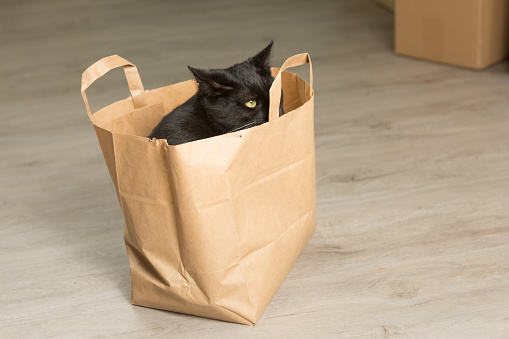 young black cat hiding inside paper bag