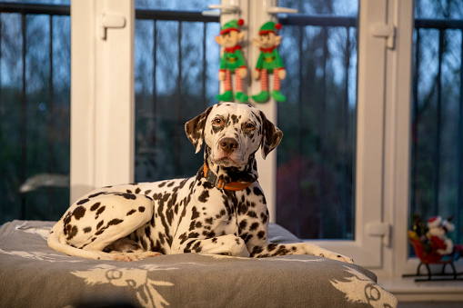 Adorable Dalmatian dog indoors, space for text