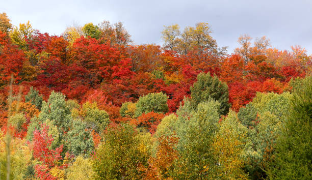istock trees and leaves on indian summer, Quebec, Canada 1328640496