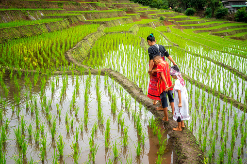 Hill tribe children are walking in the beautiful rice fields. Ban Pa Bong Piang That has the most beautiful rice terraces in Thailand.