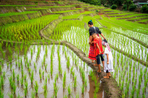 hill tribe children are walking in the beautiful rice fields. ban pa bong piang that has the most beautiful rice terraces in thailand. - asian country imagens e fotografias de stock