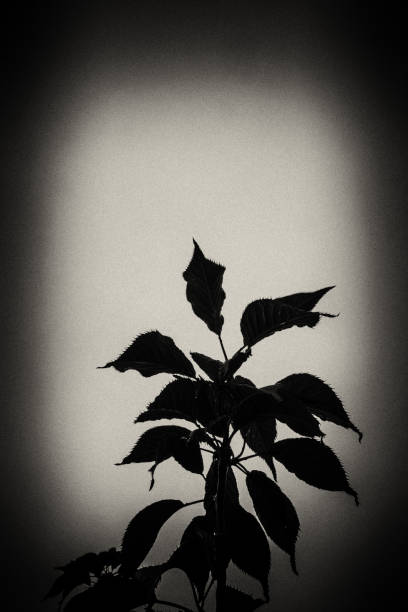 istock Dark Silhouette of a Branch With Foliage. 1328641765
