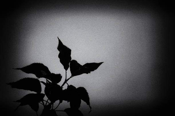 istock Dark Silhouette of a Branch With Foliage. 1328641854