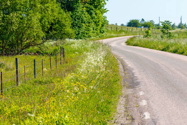 Flowering roadside ditch on a country road in summer