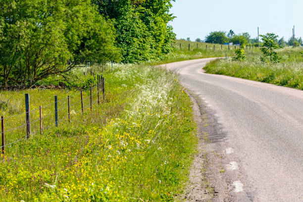 Flowering roadside ditch on a country road in summer Flowering roadside ditch on a country road in summer ditch stock pictures, royalty-free photos & images
