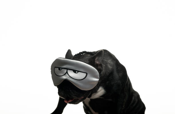 istock image of dog mask white background 1328642794