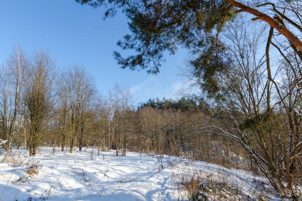istock winter snowy forest on a sunny day. winter nature 1328642826