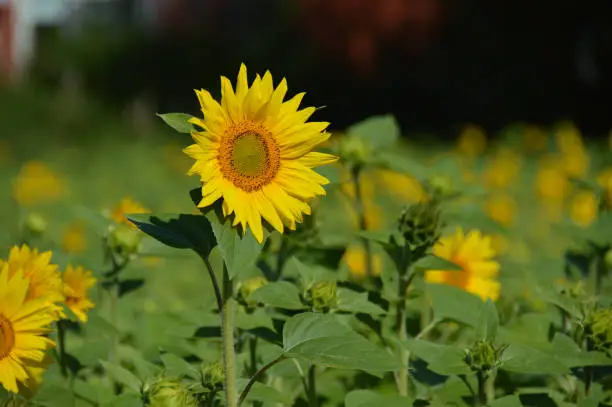 Sunflowers are cultivated a cut flowers as well as for the oil pressed from their seeds