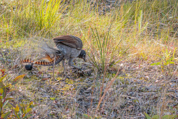Superb Lyrebird male, Tomerong, NSW, July 2021 Superb Lyrebird male, Tomerong, NSW, July 2021 superb lyrebird stock pictures, royalty-free photos & images