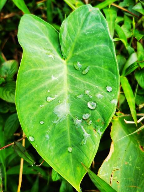 istock drops of dew on taro leaves 1328646560